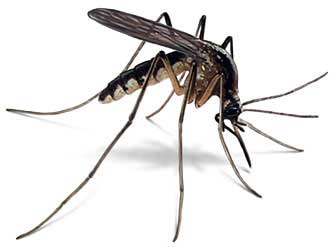 komar moskitierowy