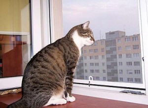 kot wygldajcy przez okno